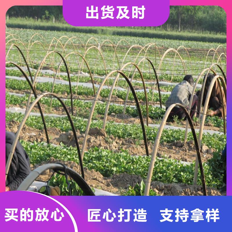 規(guī)格齊全的紫薯苗廠家