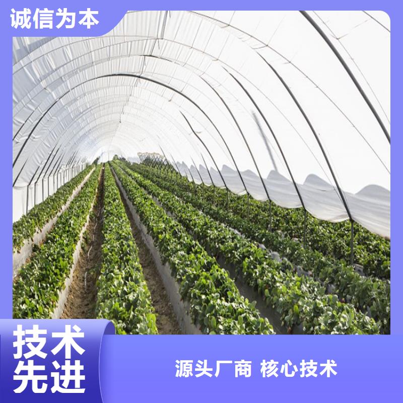 紫薯苗一站式服務(wù)