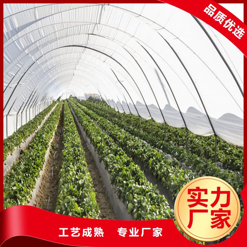 #紫薯苗#-價格優(yōu)惠