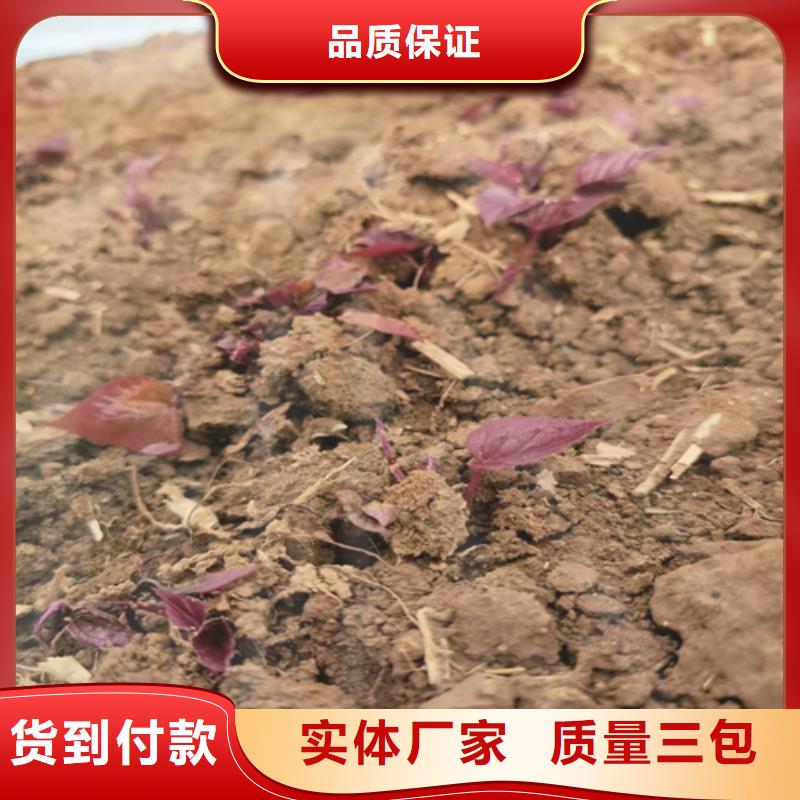 紫薯苗-紫薯苗價格透明
