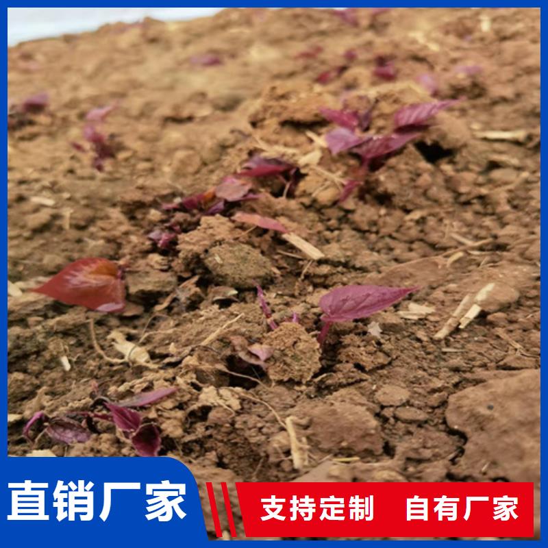 值得信賴(lài)的紫薯苗廠家