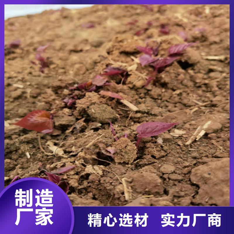 紫薯苗現(xiàn)貨批發(fā)