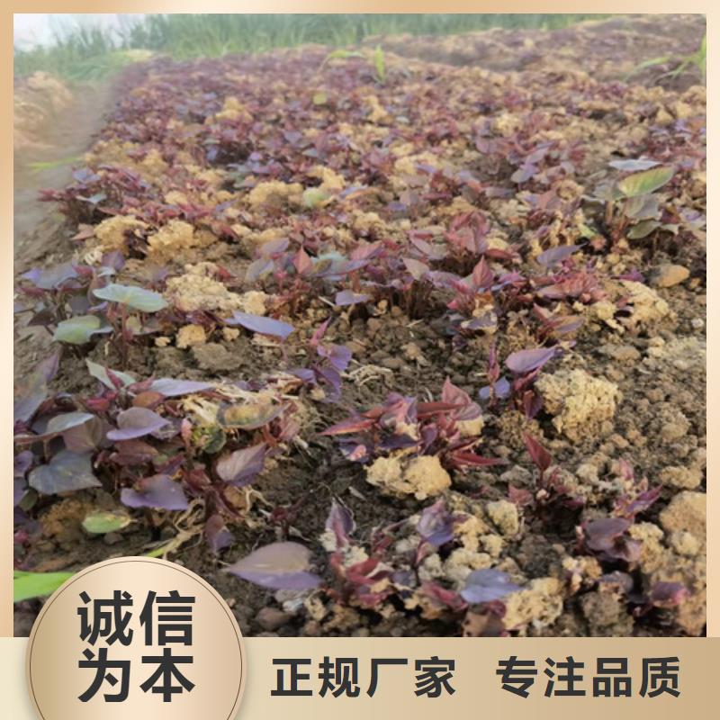 紫薯苗解決方案