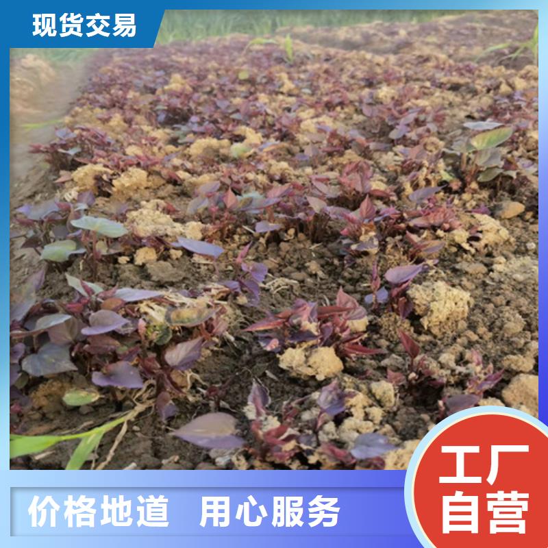 紫薯苗貨源穩(wěn)定