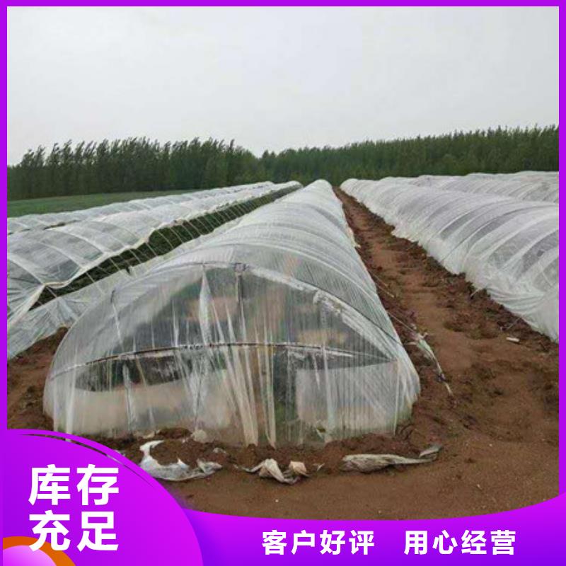 #紫薯苗#-價格優(yōu)惠