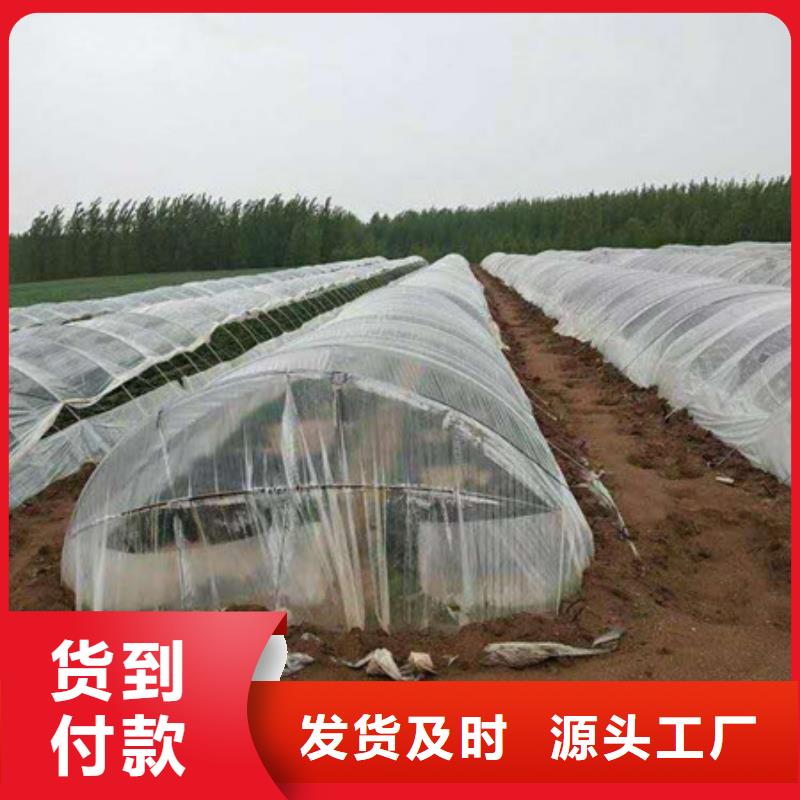 紫薯苗現(xiàn)貨促銷