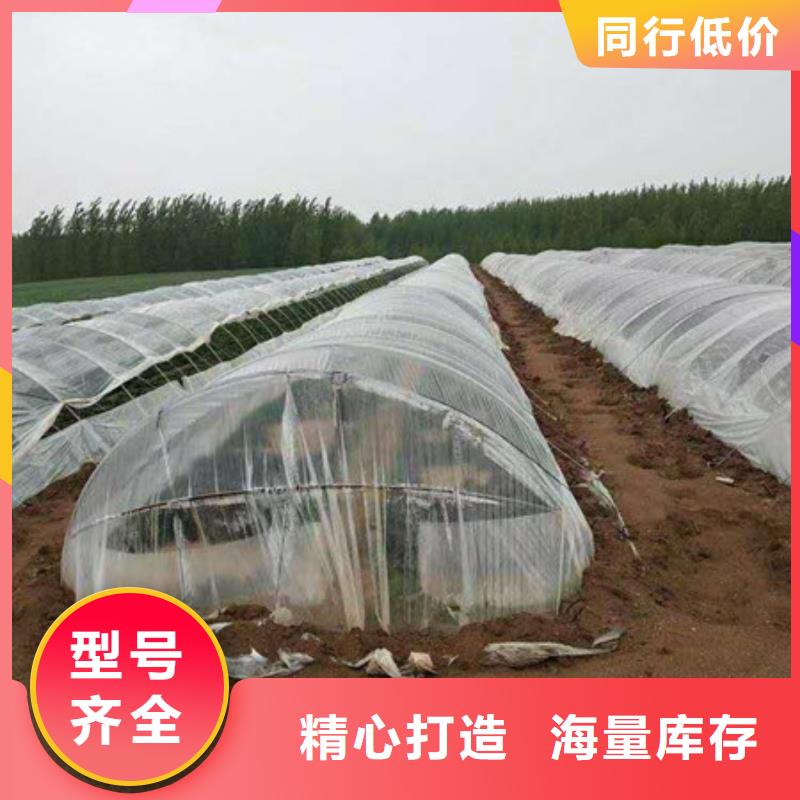 紫薯苗-品質(zhì)看得見