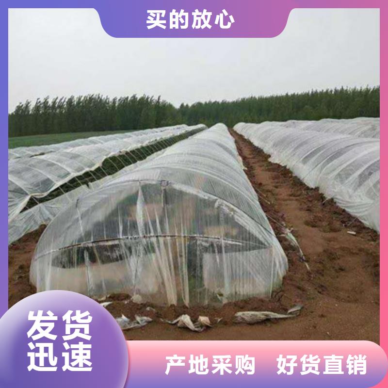 紫薯苗新品促銷