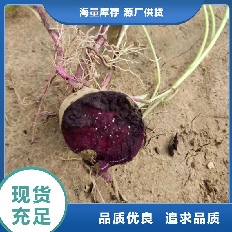 紫薯苗好品質(zhì)