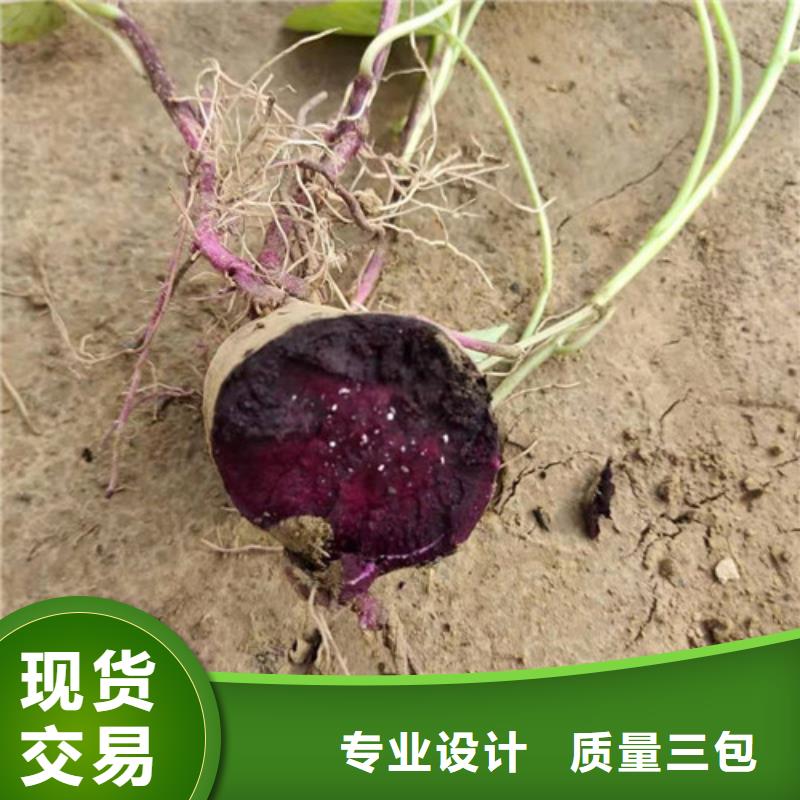 紫薯苗廠家