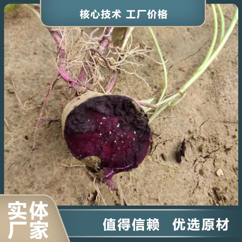 紫薯苗、紫薯苗廠家直銷_規(guī)格齊全