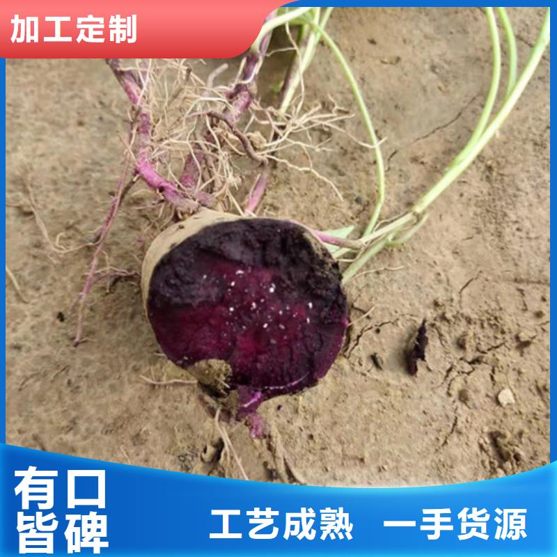 紫薯苗-品質(zhì)看得見