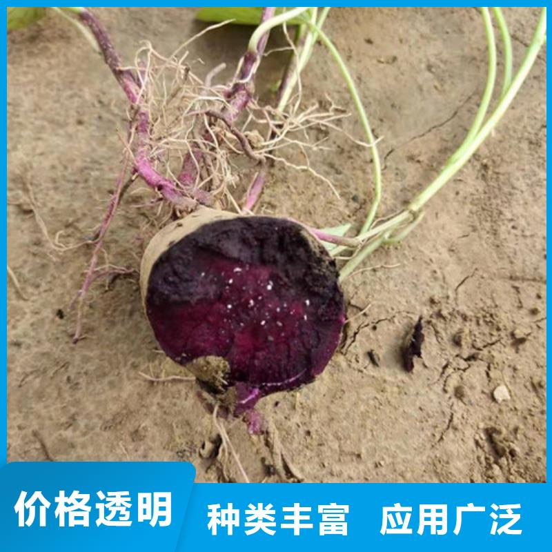 紫薯苗-紫薯苗供應(yīng)商