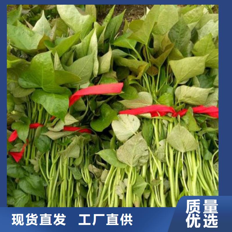 紫薯苗-紫薯苗供應(yīng)商