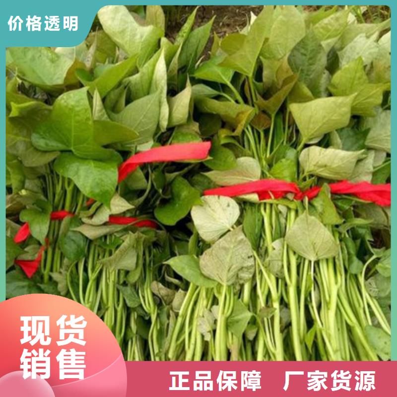 #紫薯苗#-重信譽廠家