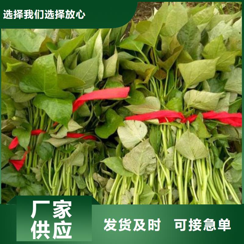 支持定制的紫薯苗供貨商