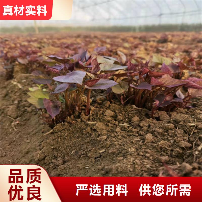 有現(xiàn)貨的紫薯苗生產(chǎn)廠家