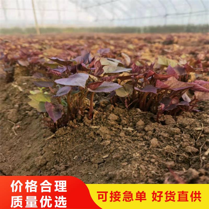 紫薯苗-紫薯苗貨源充足