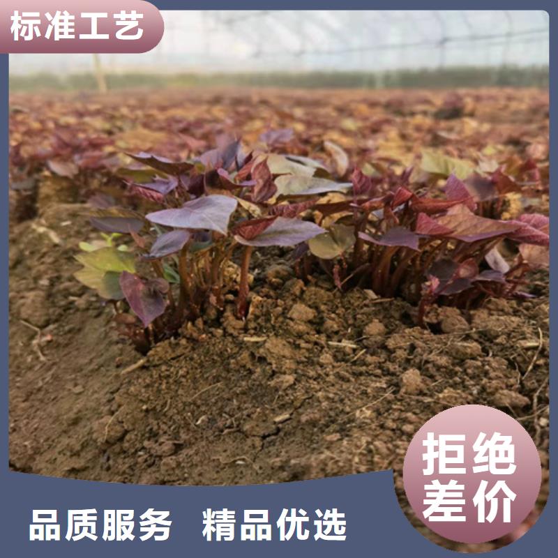 紫薯苗制造工廠