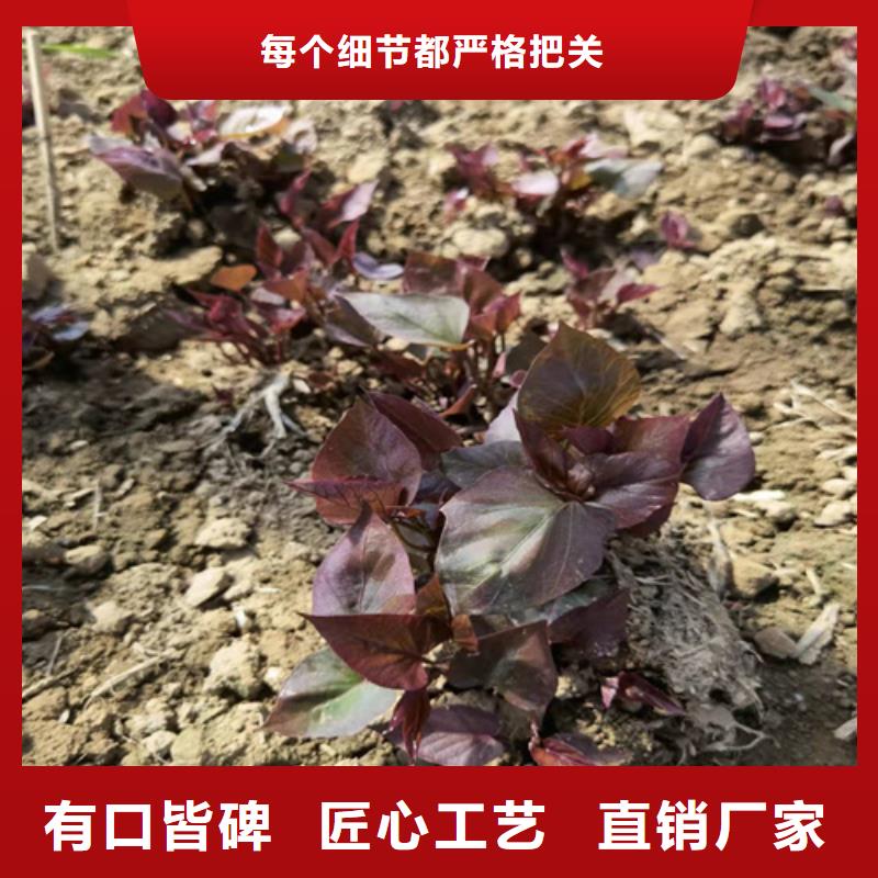 紫薯苗百看不如一問