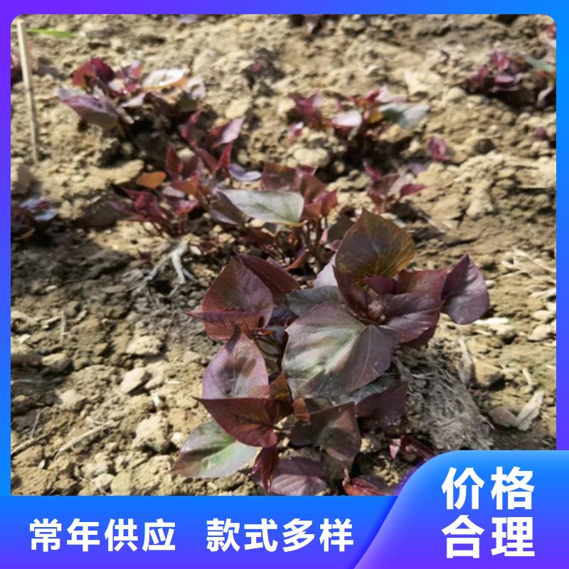 值得信賴(lài)的紫薯苗廠家
