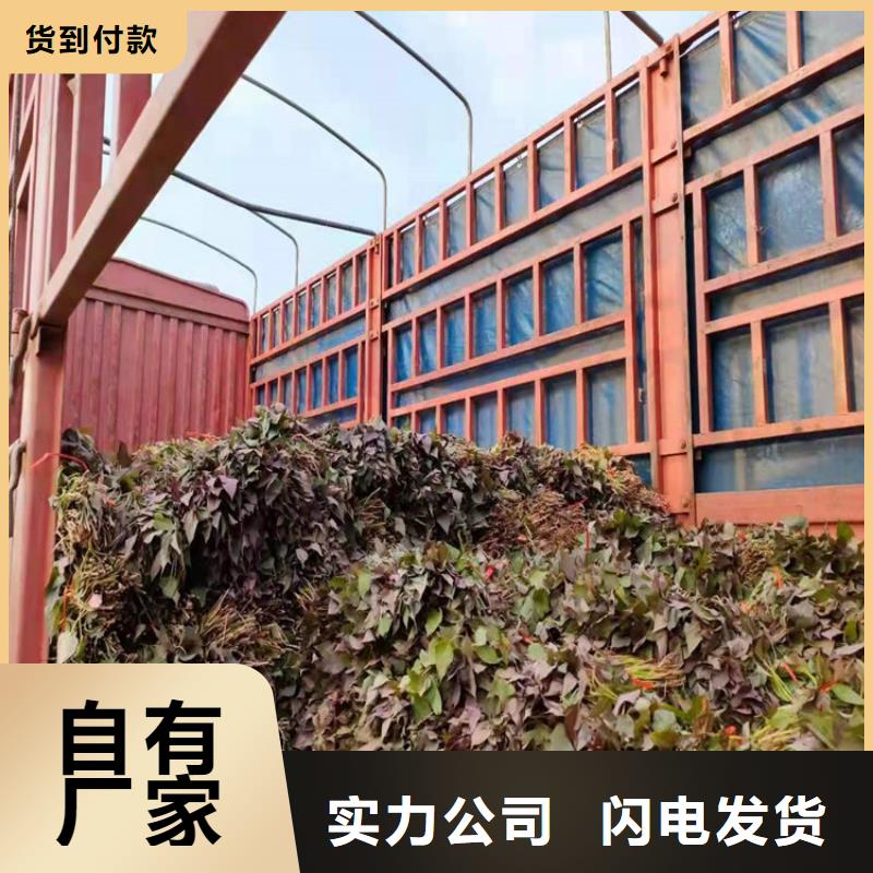 咨詢紫薯苗廠家