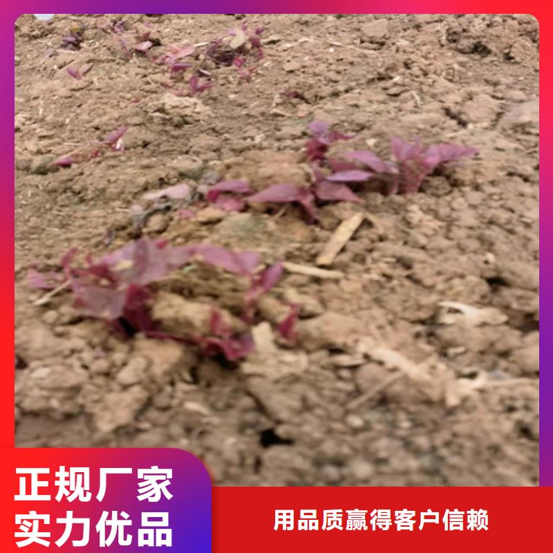 紫薯苗、紫薯苗現貨直銷