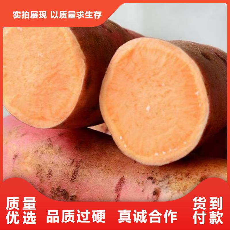 紫薯苗設(shè)計廠家
