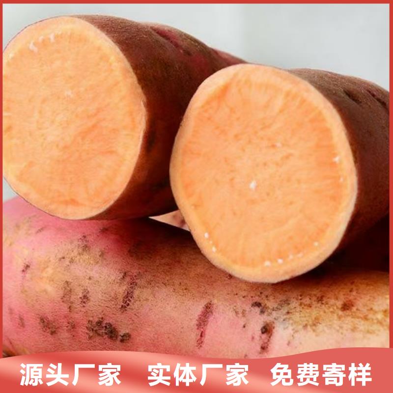 紫薯苗貨源穩(wěn)定