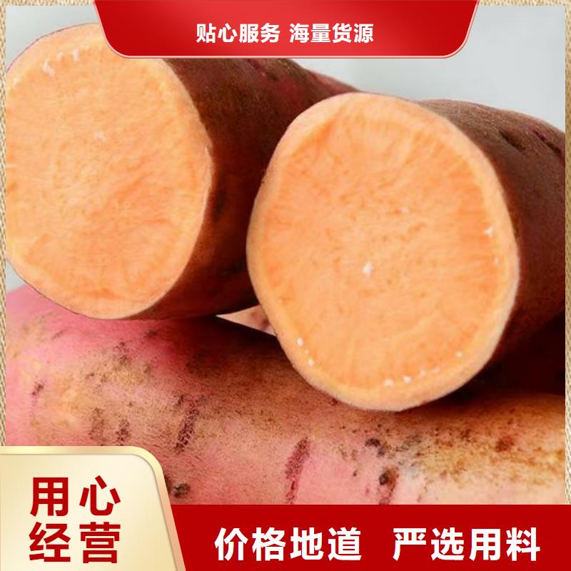 紫薯苗價(jià)低同行