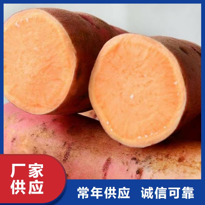 值得信賴的紫薯苗生產(chǎn)廠家