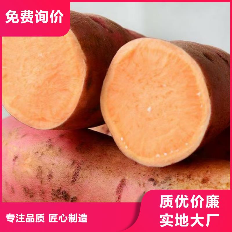 供應(yīng)批發(fā)紫薯苗-現(xiàn)貨供應(yīng)