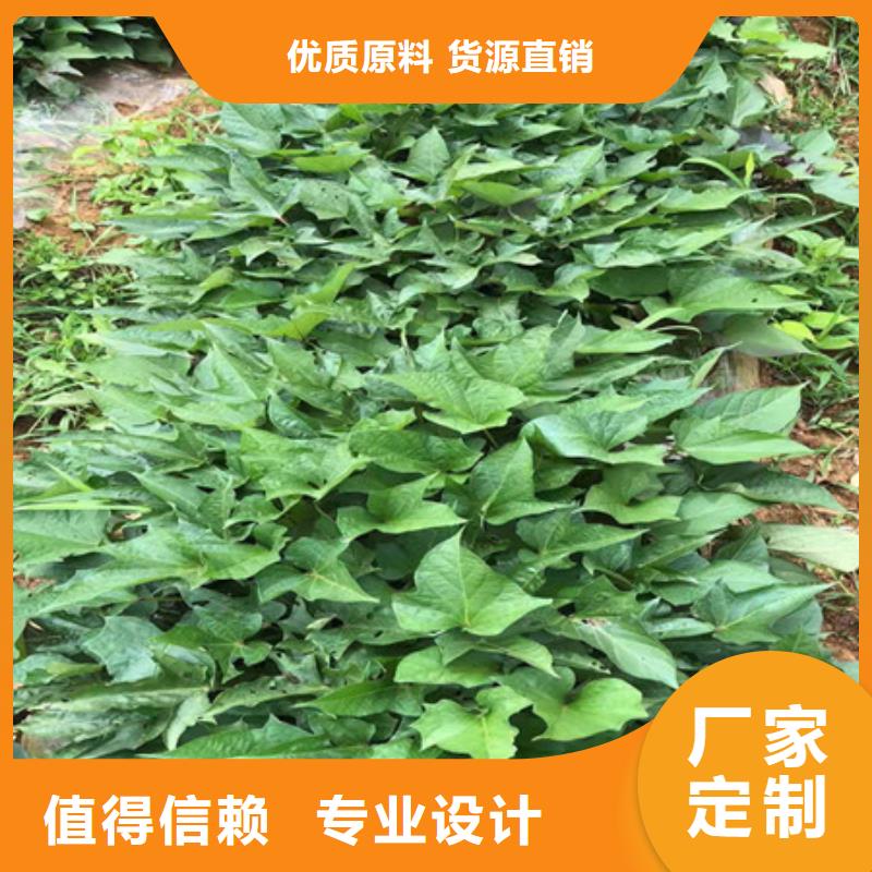 紫薯苗廠家圖片