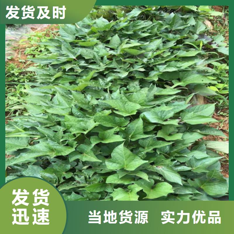紫薯苗選紫薯苗廠家