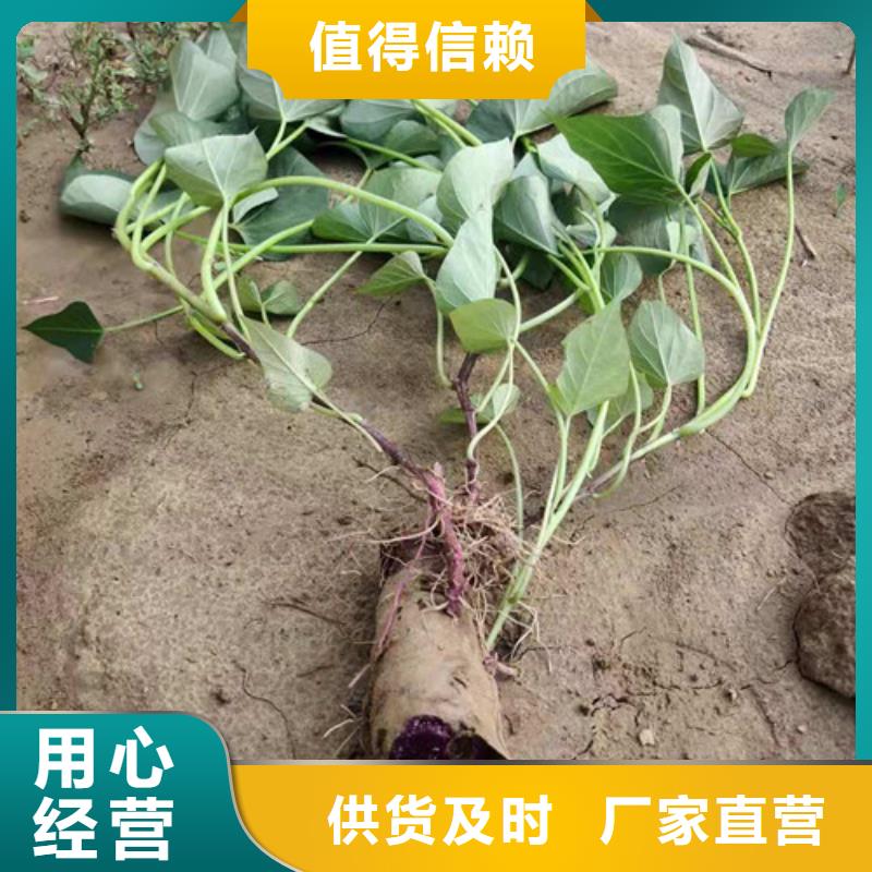 紫薯苗供貨穩(wěn)定