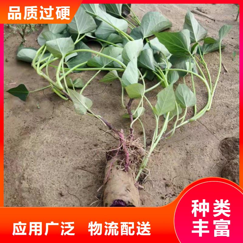 紫薯苗歡迎到廠實(shí)地考察