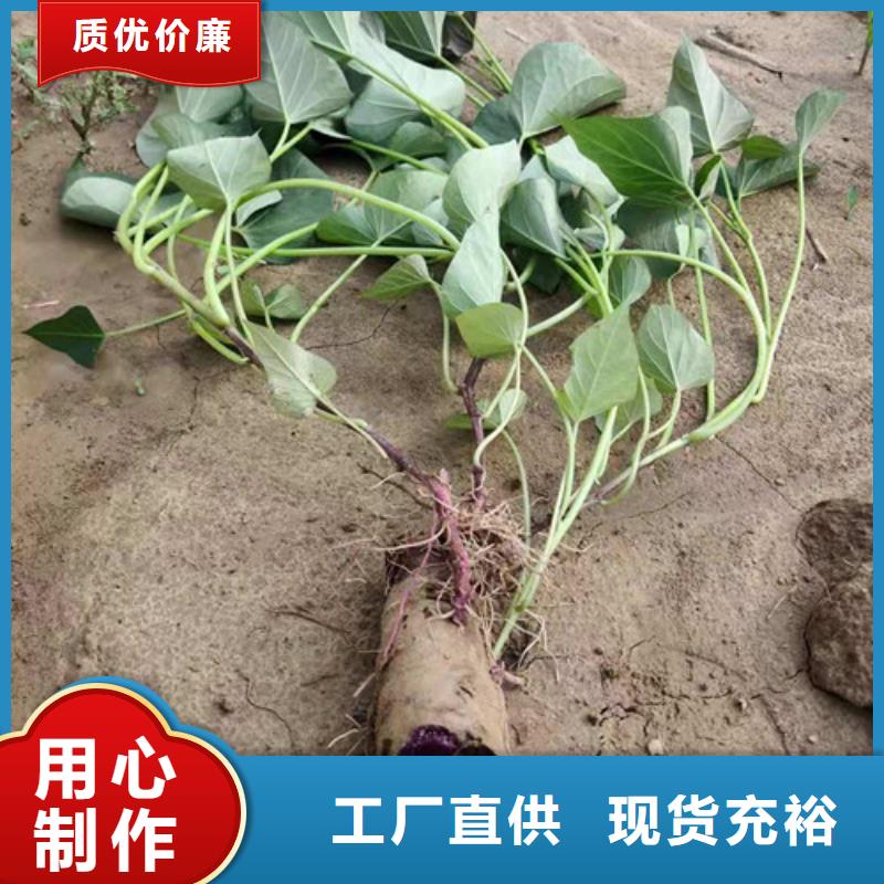 規(guī)格齊全的紫薯苗廠家