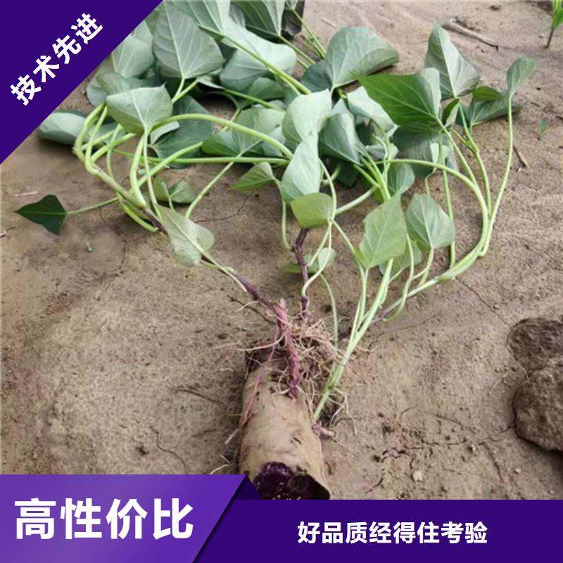 紫薯苗期待您的來電