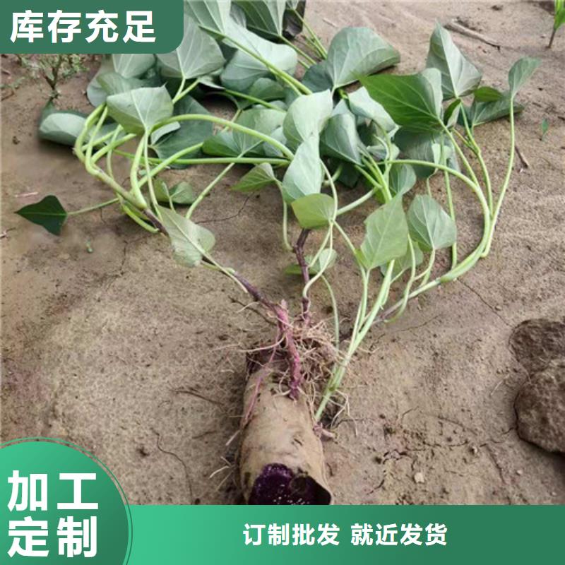 紫薯苗原廠定做