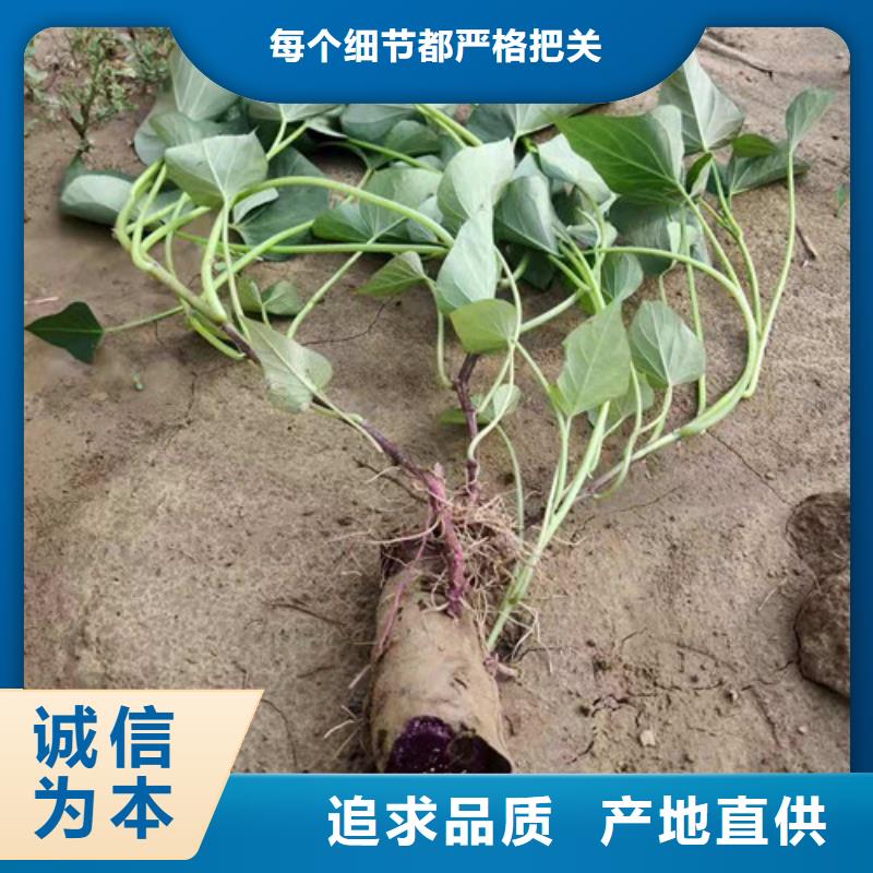 紫薯苗大品牌放心購
