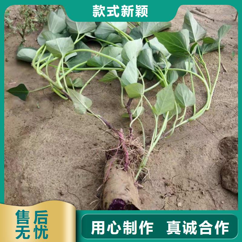 紫薯苗應(yīng)用范圍廣