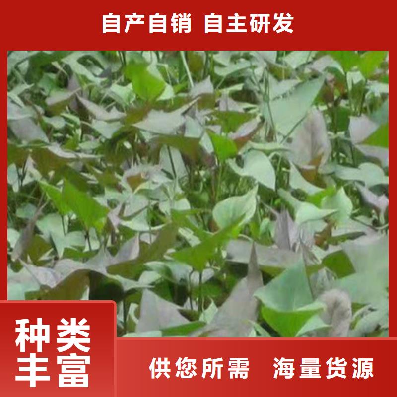 紫薯苗當(dāng)天發(fā)貨