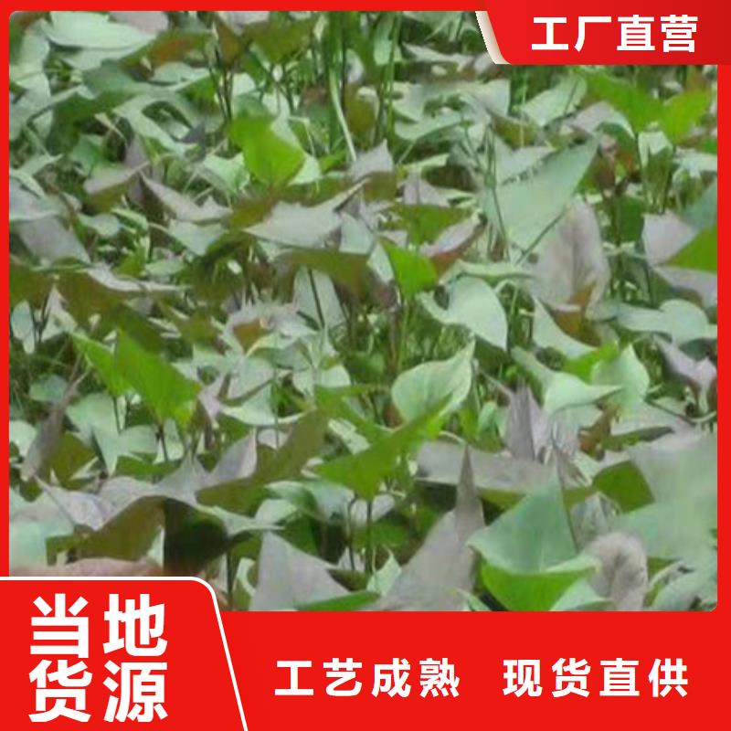 紫薯苗價(jià)低同行