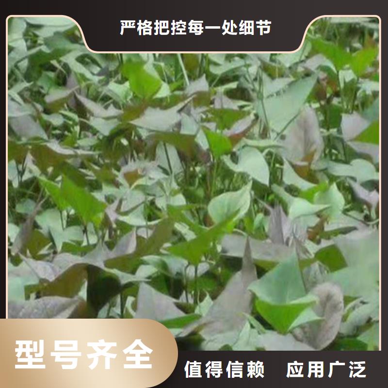 新款紫薯苗廠家