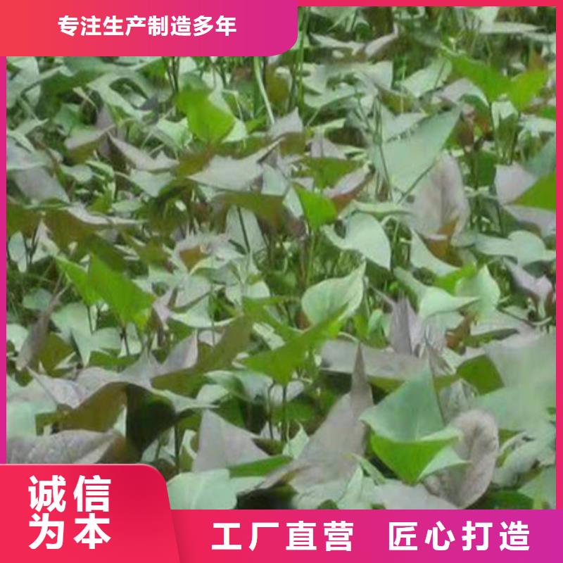 紫薯苗解決方案