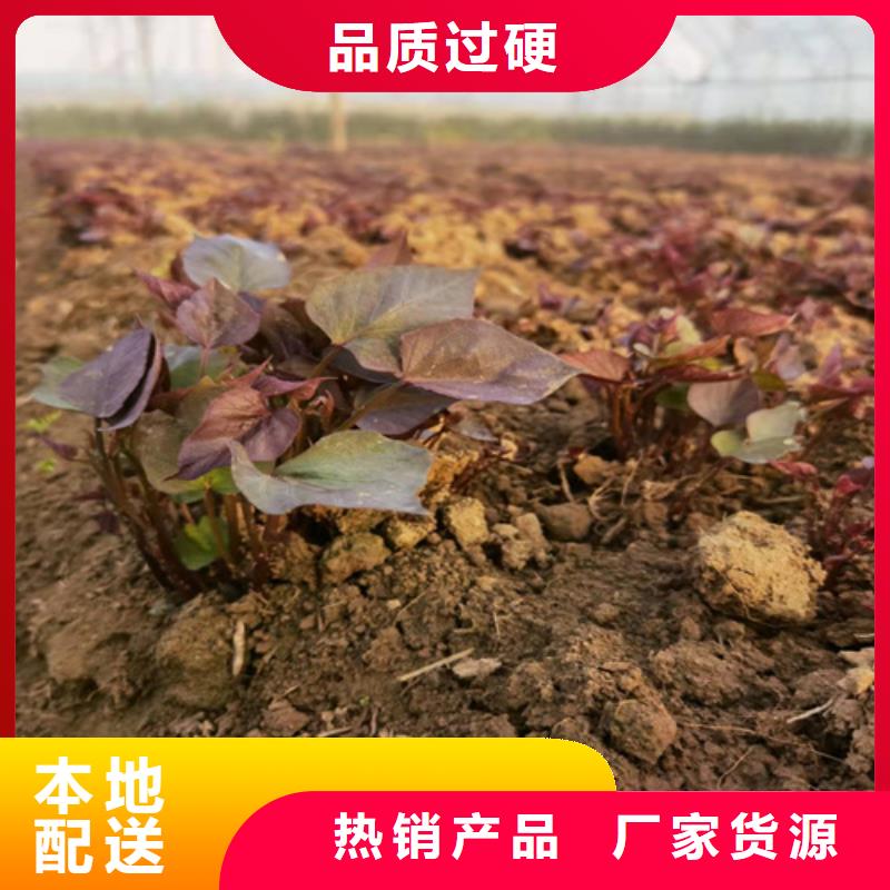 紫薯苗、紫薯苗現貨直銷
