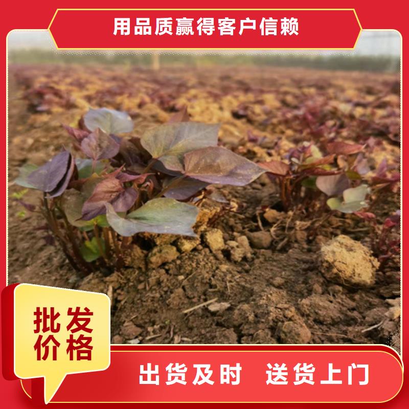 供應(yīng)批發(fā)紫薯苗-現(xiàn)貨供應(yīng)