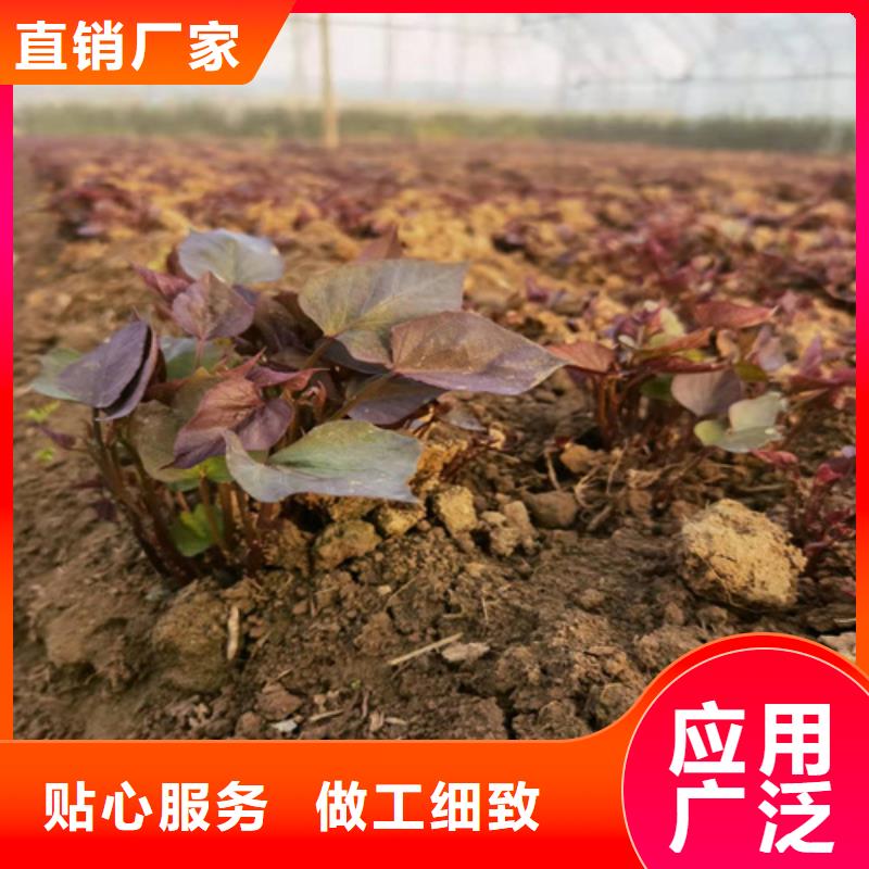 紫薯苗-專注紫薯苗十多年