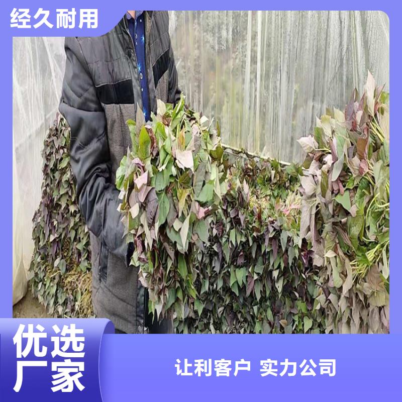 本地的紫薯苗廠家