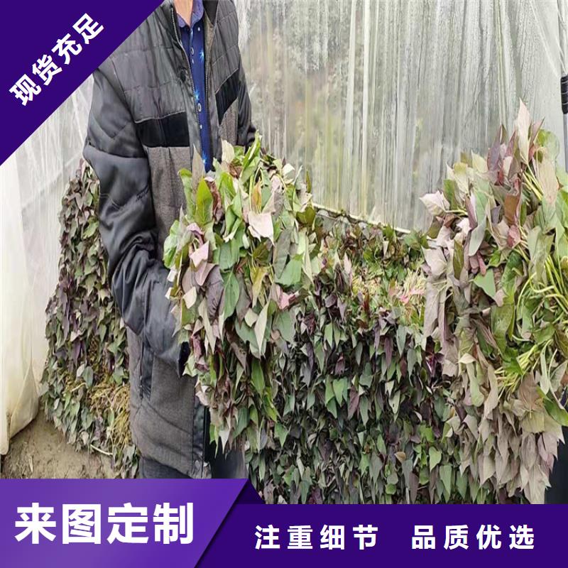 【圖】紫薯苗批發(fā)